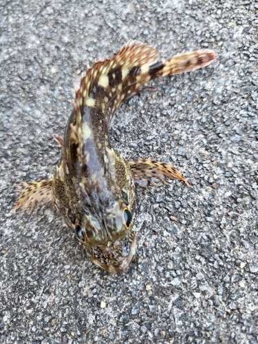 カサゴの釣果