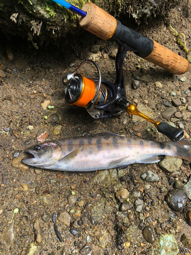 ヤマメの釣果