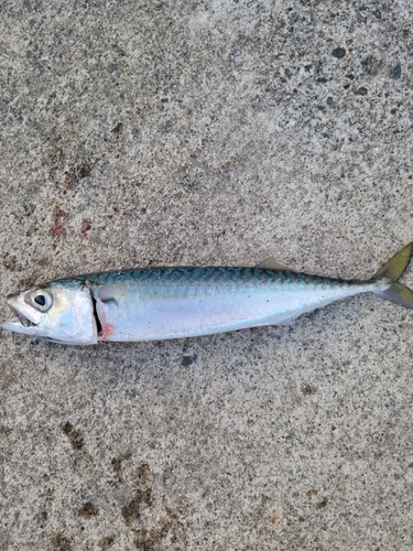 マサバの釣果