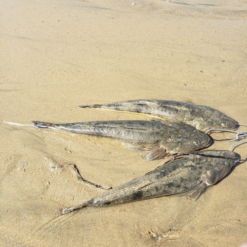 マゴチの釣果