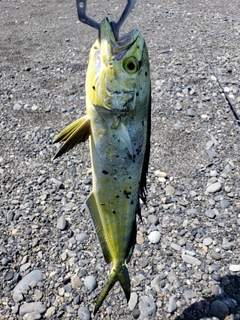 シイラの釣果