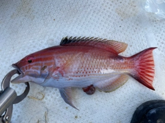 キツネベラの釣果