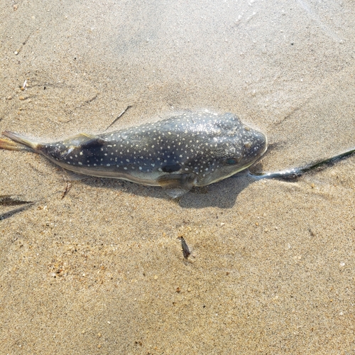 釣果