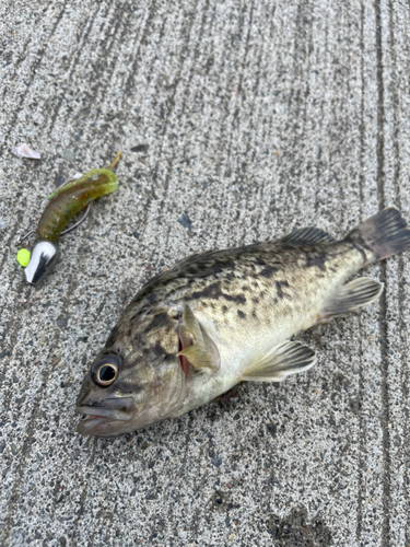 ソイの釣果