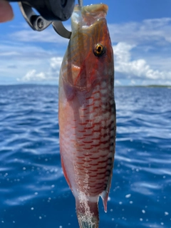 ヒトスジモチノウオの釣果