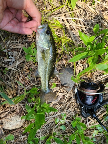 ラージマウスバスの釣果