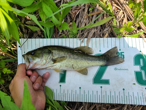 ラージマウスバスの釣果