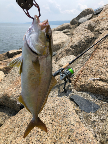 ショゴの釣果