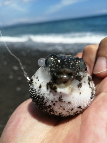 フグの釣果