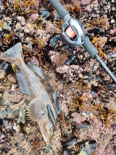 アイナメの釣果