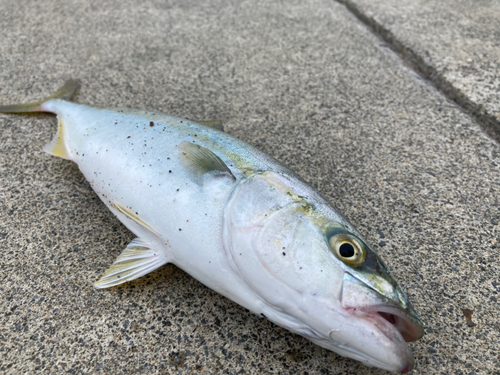 ワカシの釣果