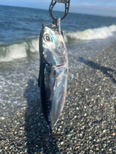 マルソウダの釣果