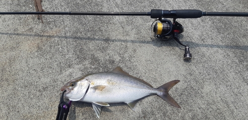 ショゴの釣果