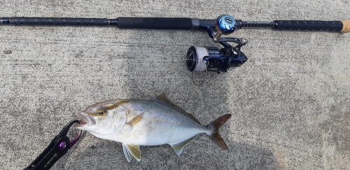 ショゴの釣果