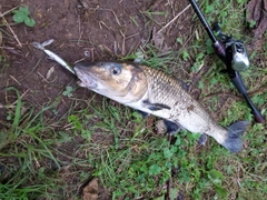 ニゴイの釣果