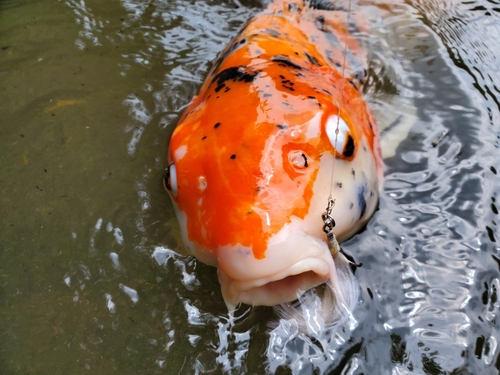 コイの釣果