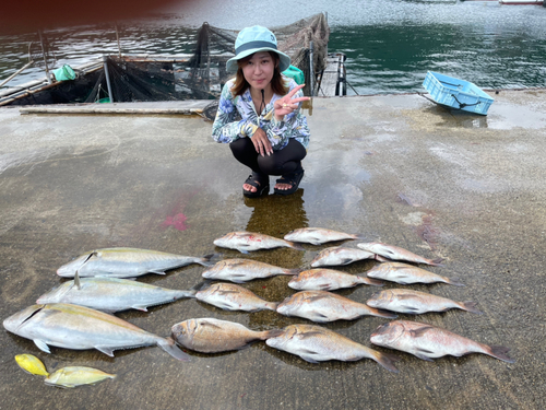 マダイの釣果