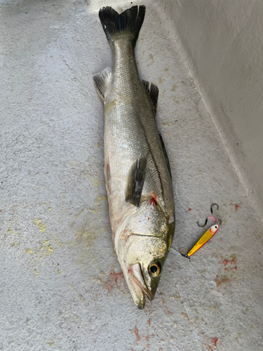 シーバスの釣果