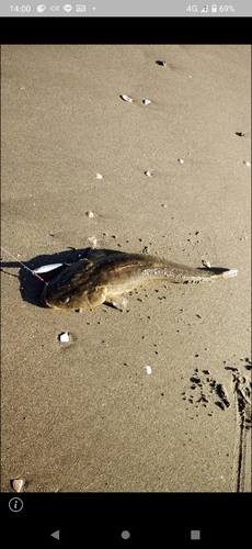 マゴチの釣果