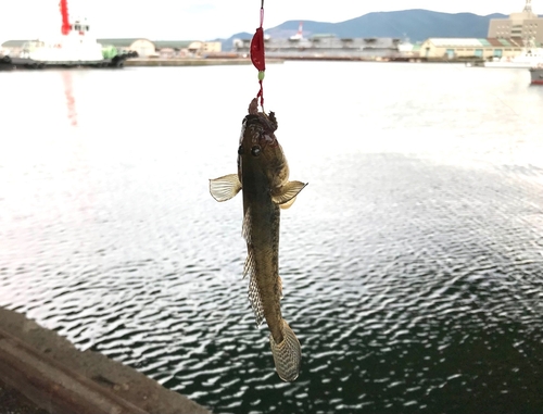 ハゼの釣果