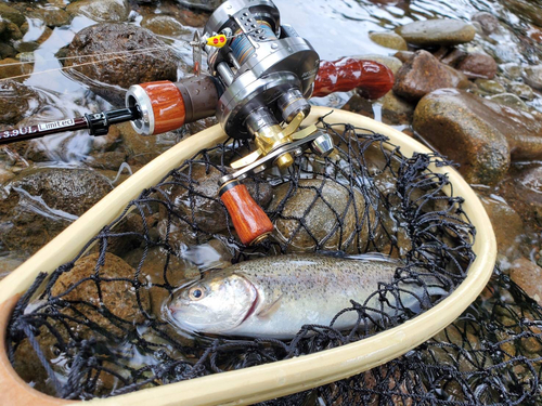 ニジマスの釣果