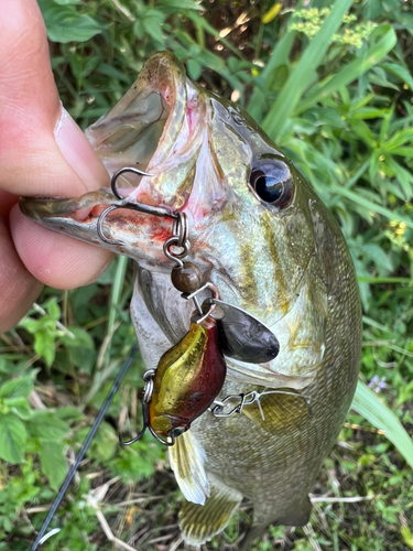 スモールマウスバスの釣果