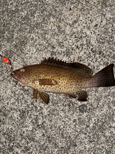 オオモンハタの釣果