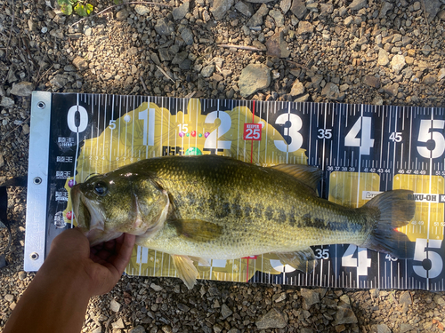 ラージマウスバスの釣果