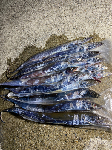 タチウオの釣果