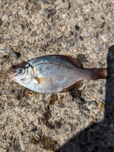 ウミタナゴの釣果