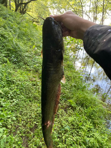 ナマズの釣果