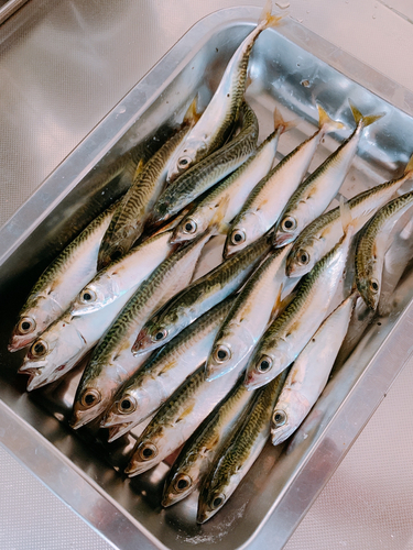 サバの釣果