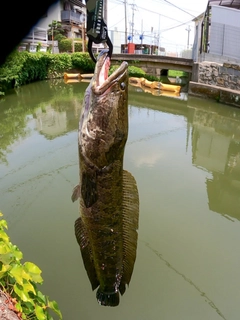 ライギョの釣果