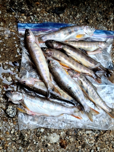 イワナの釣果