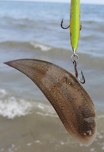 シタビラメの釣果