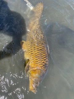 コイの釣果