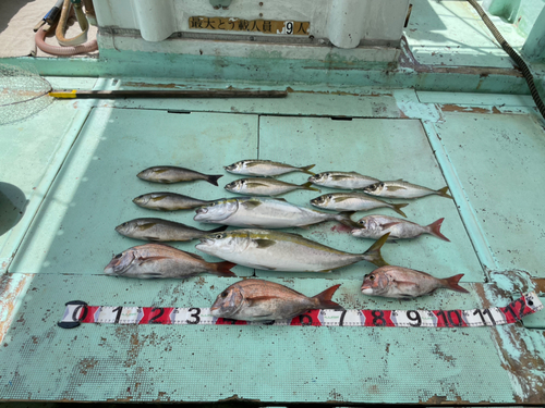 メジロの釣果