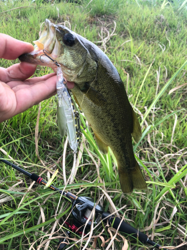 ラージマウスバスの釣果