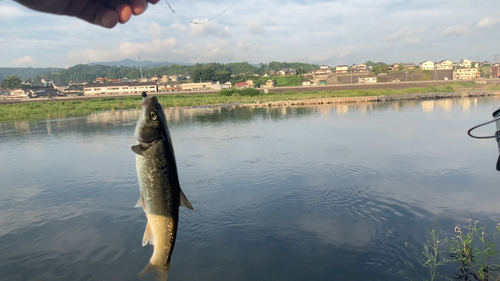 ウグイの釣果