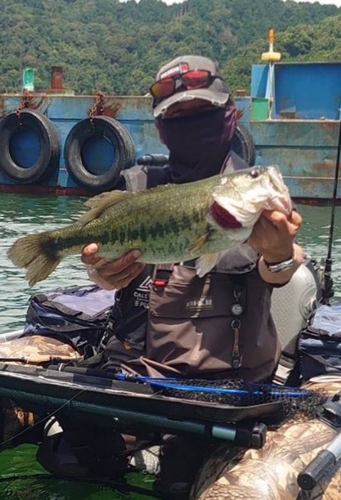 ブラックバスの釣果