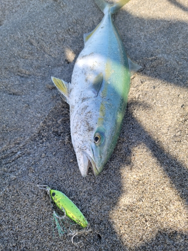 ワカシの釣果