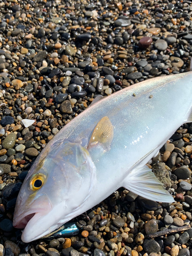 ショゴの釣果