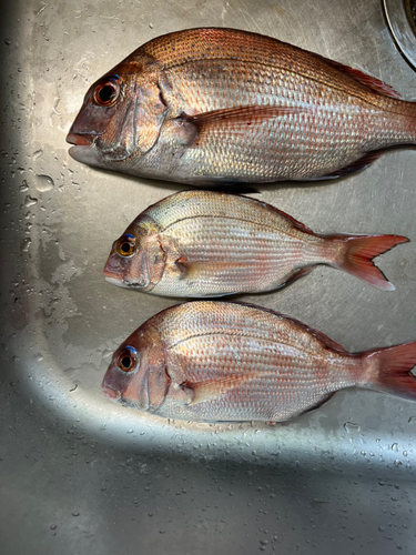 マダイの釣果