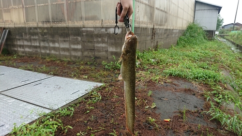 ナマズの釣果