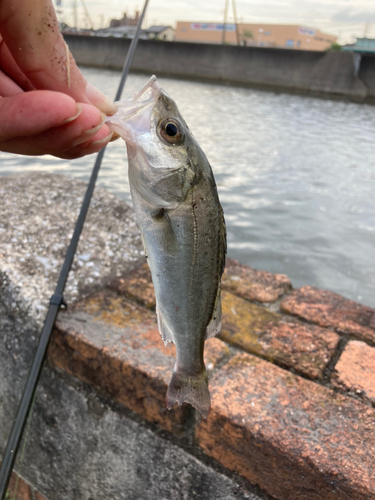 セイゴ（マルスズキ）の釣果