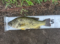 ブラックバスの釣果