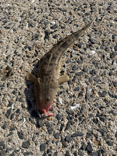 マゴチの釣果