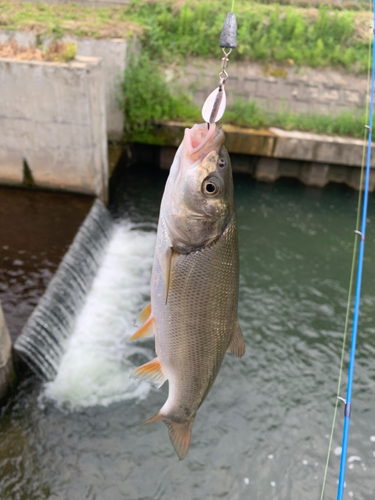 ウグイの釣果