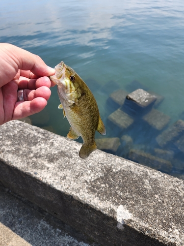 スモールマウスバスの釣果