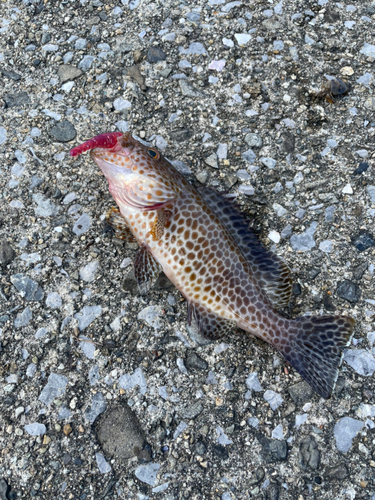 オオモンハタの釣果